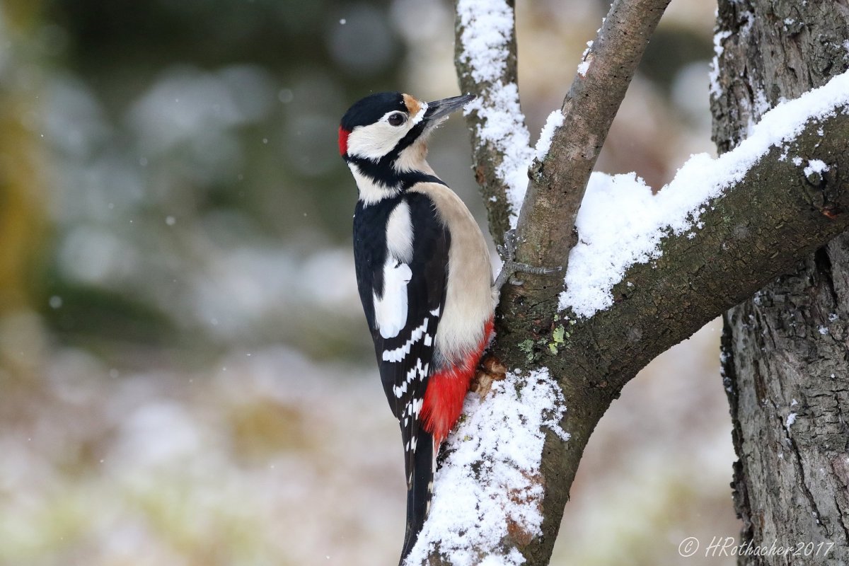 Зимующий дятел