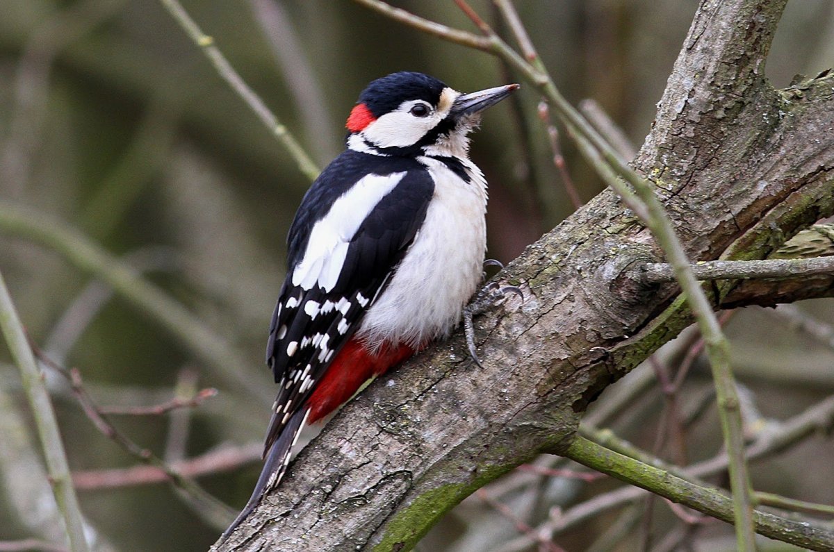 Дятел Ленинградская область