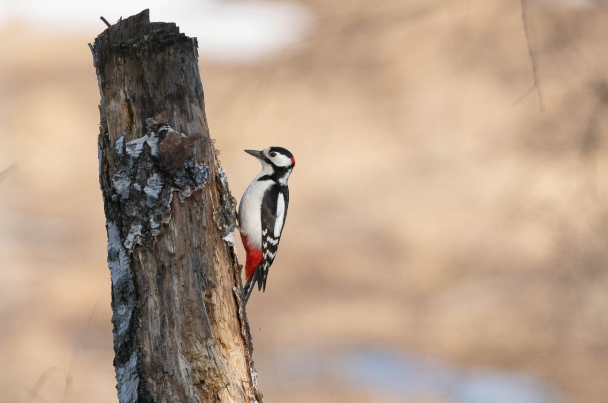 Птица дятел