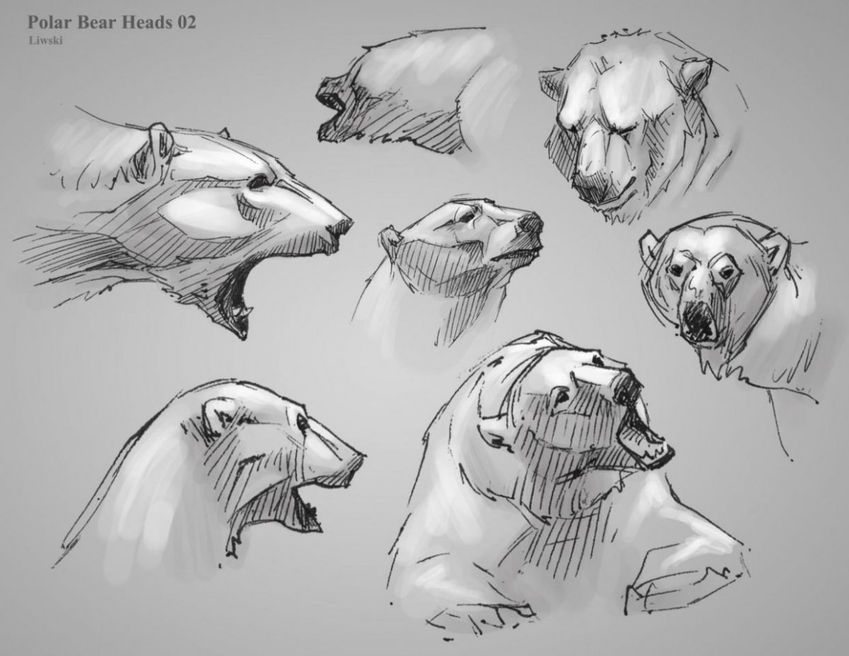 Полярный медведь референс