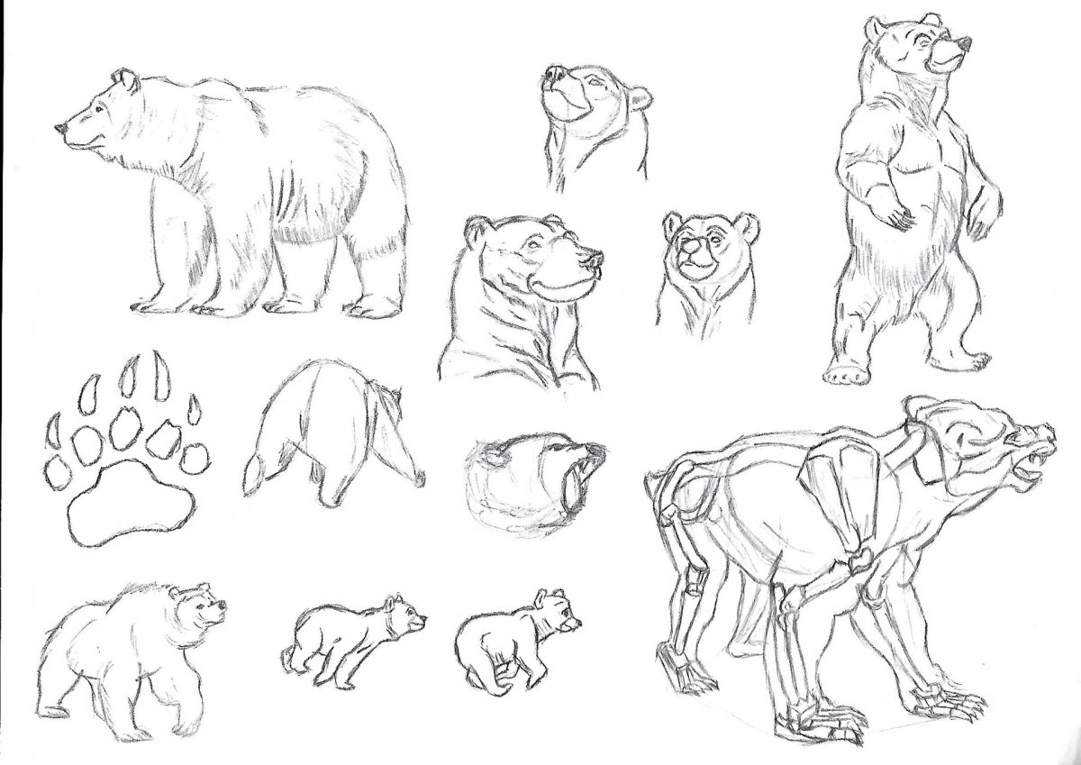 Медведь референс сбоку