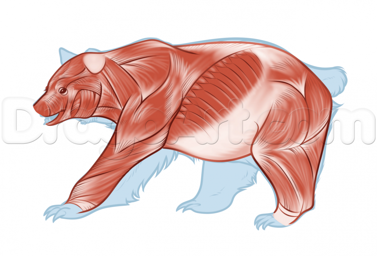 Мускулатура медведя