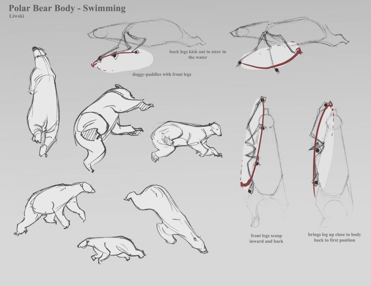 Полярный медведь референс