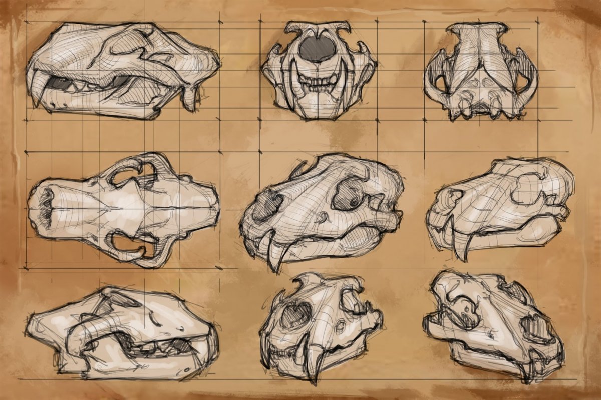 Череп Льва референс