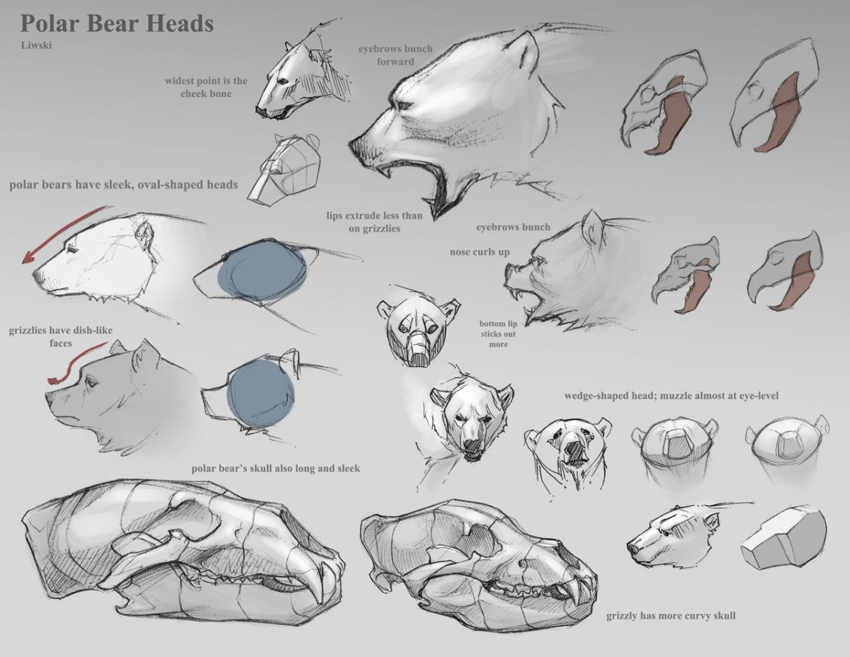 Медведь референс голова
