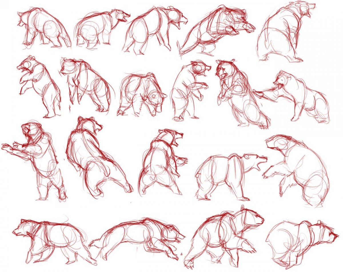 Анатомия животных для рисования