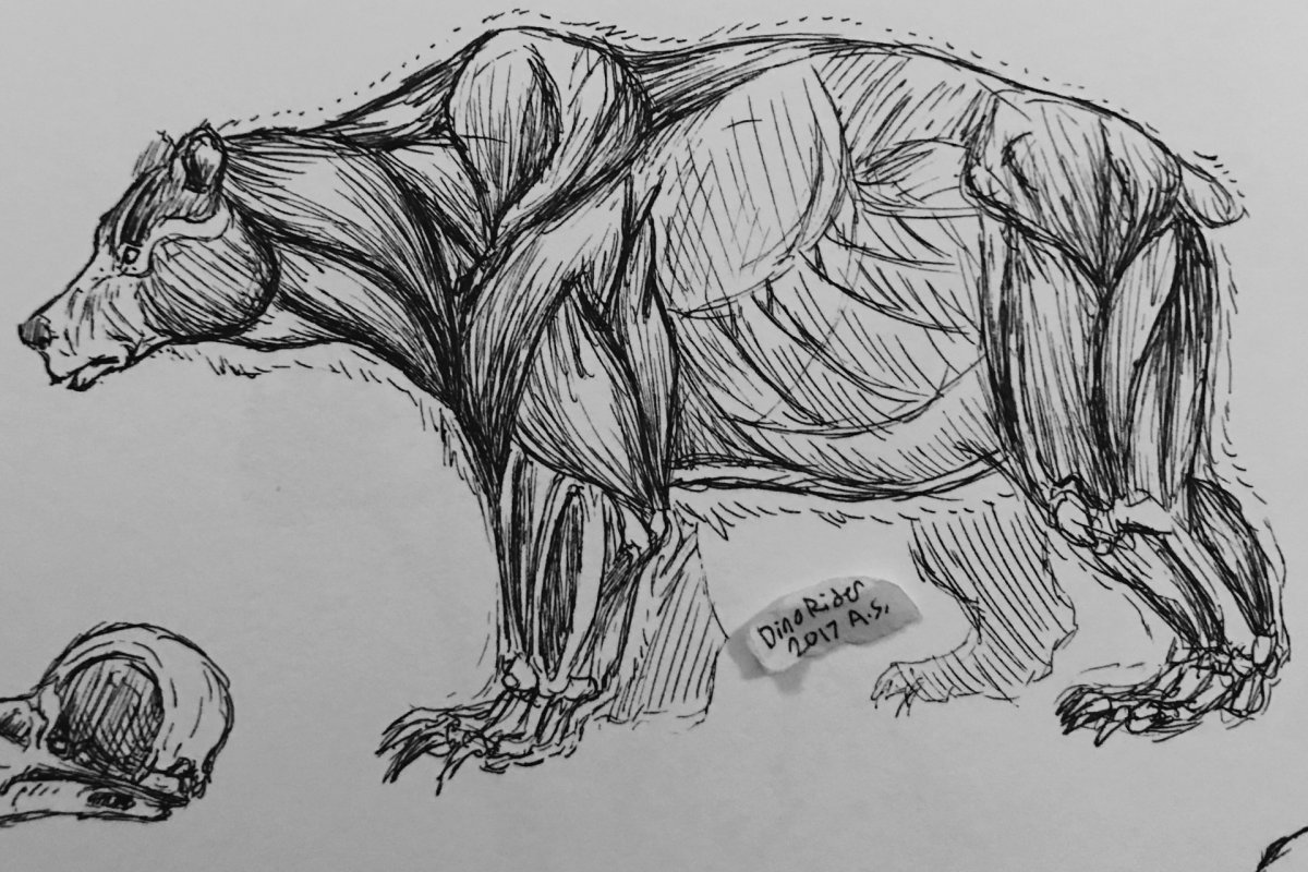 Мышцы медведя