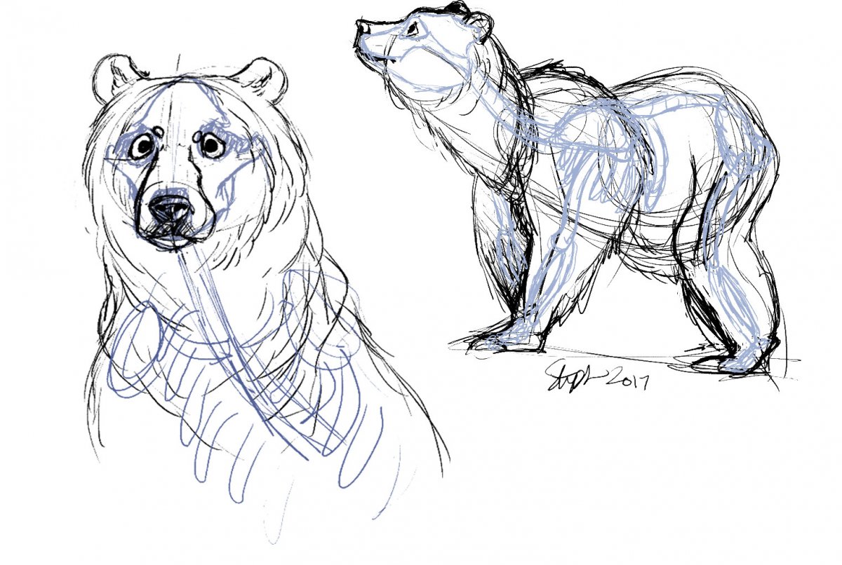 Анатомия бурого медведя