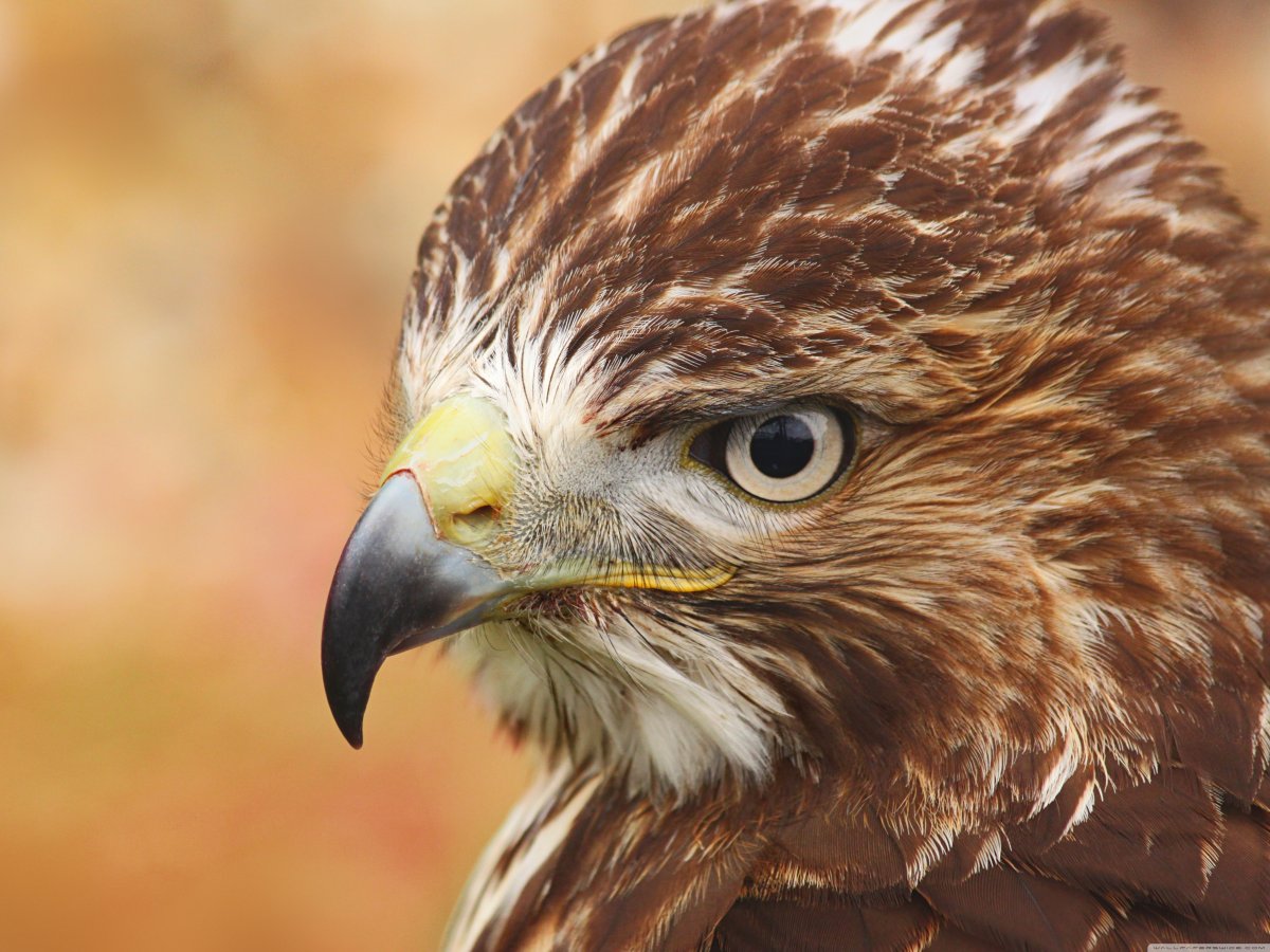 Ястреб-тетеревятник фото