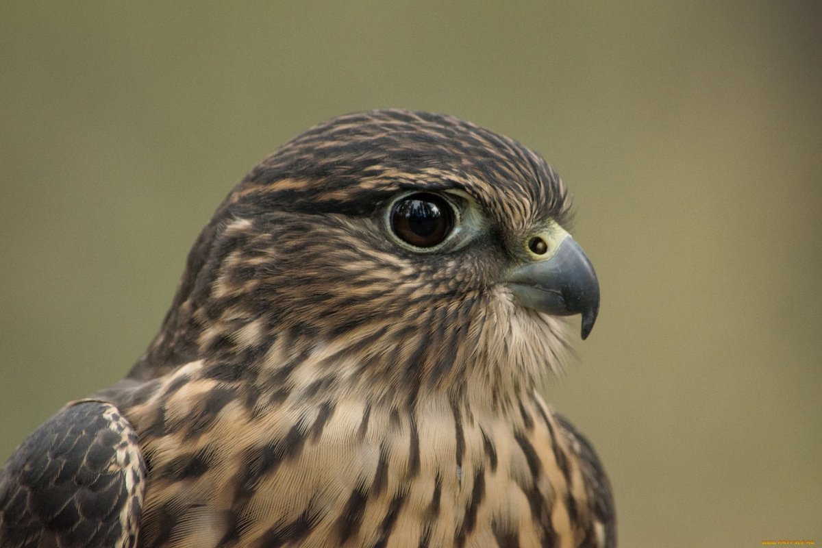 Ястреб крючконос