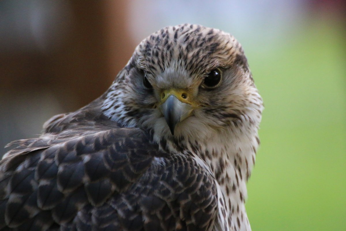 Израиль Хищные птицы Хермон