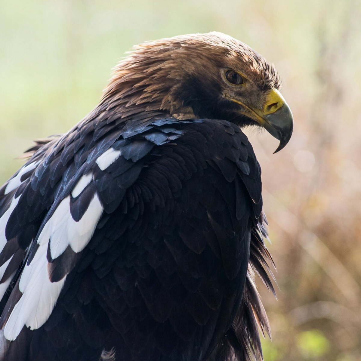 Кречет пустельга