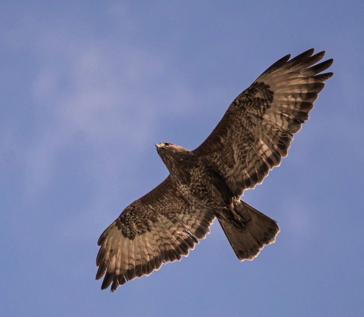 Ястреб - тетеревятник (Accipiter gentilis)