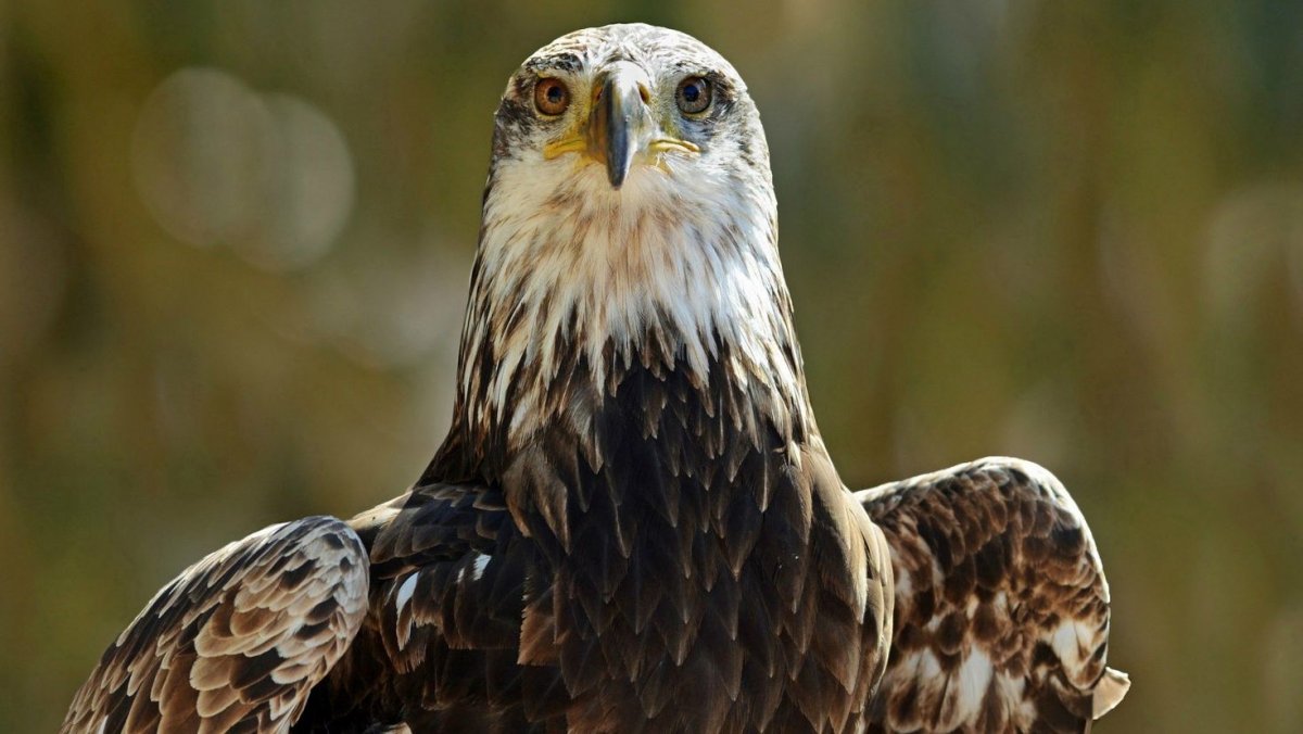 Ястреб фото птицы