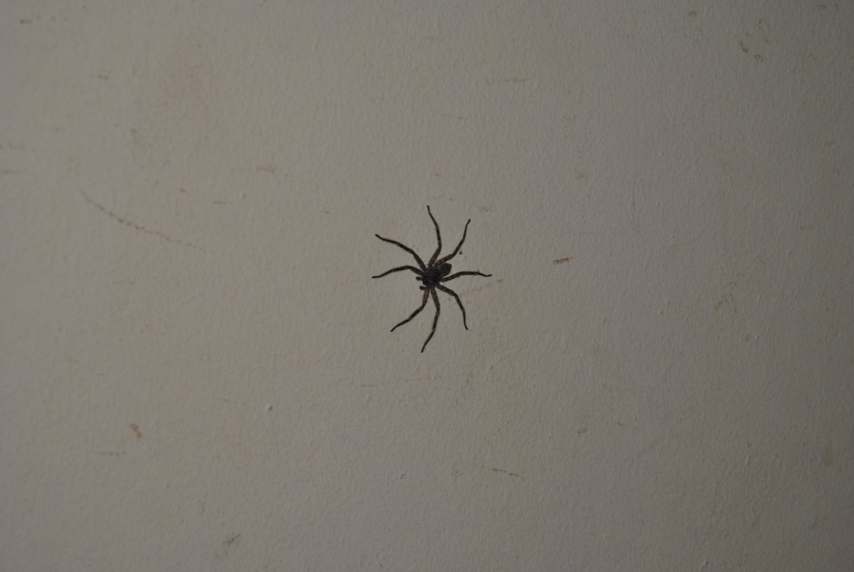 Маленькие пауки в доме