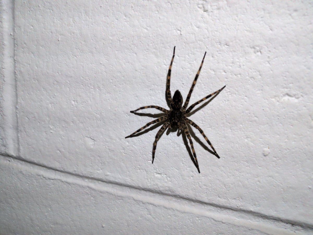 Черные домашние пауки