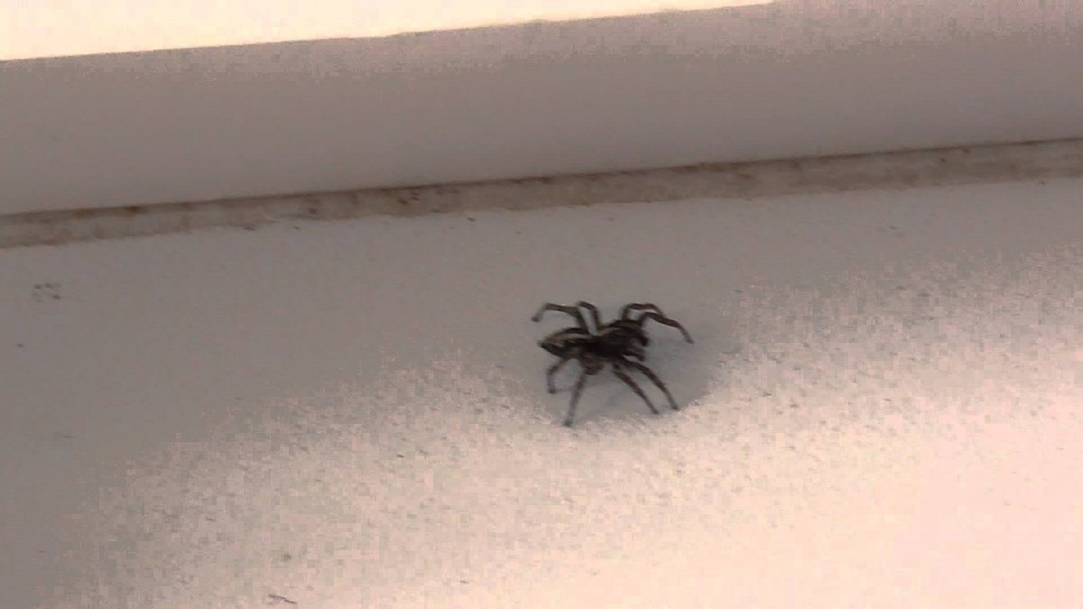 Tegenaria Agrestis паук