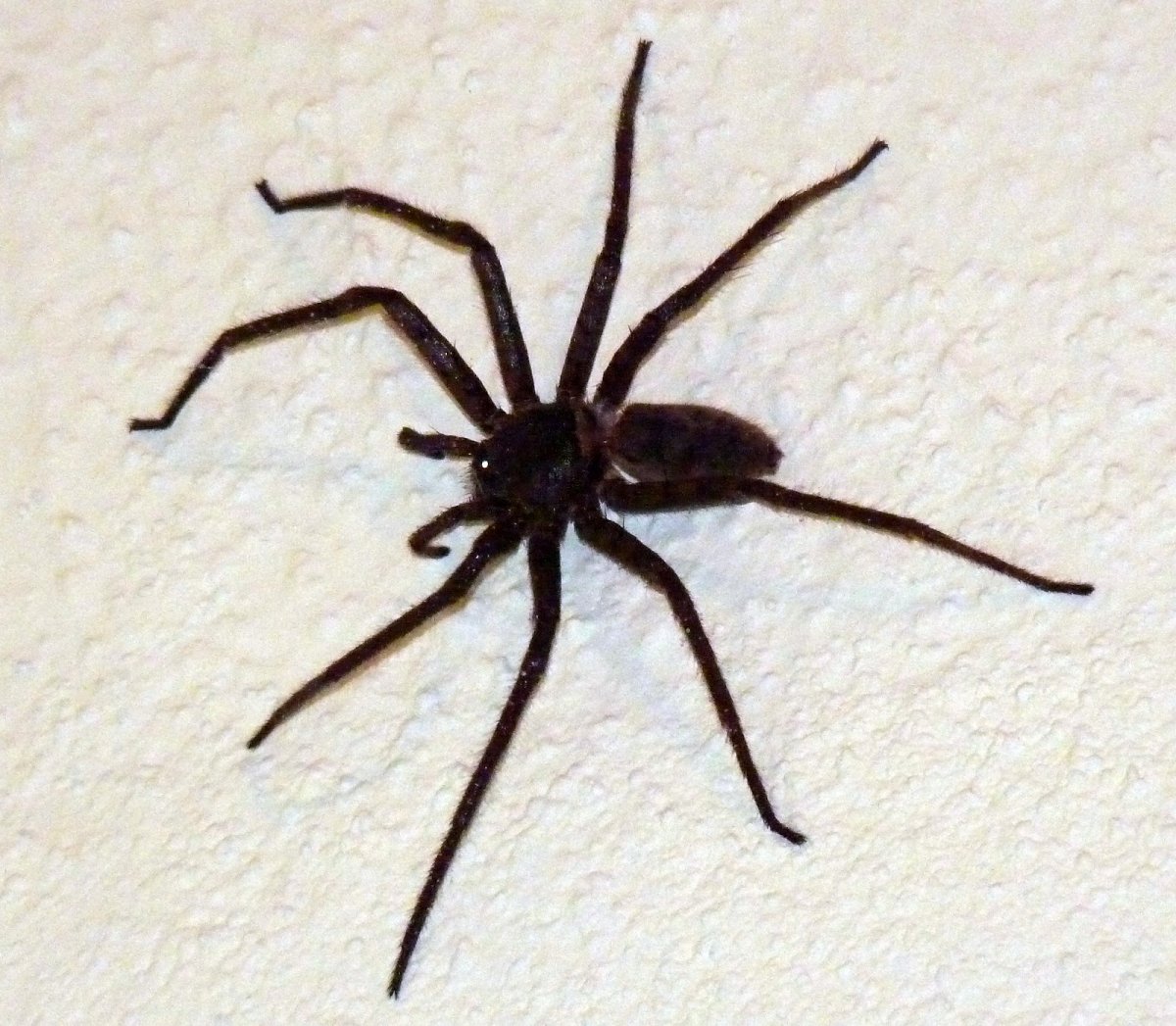 Паук волк домашний