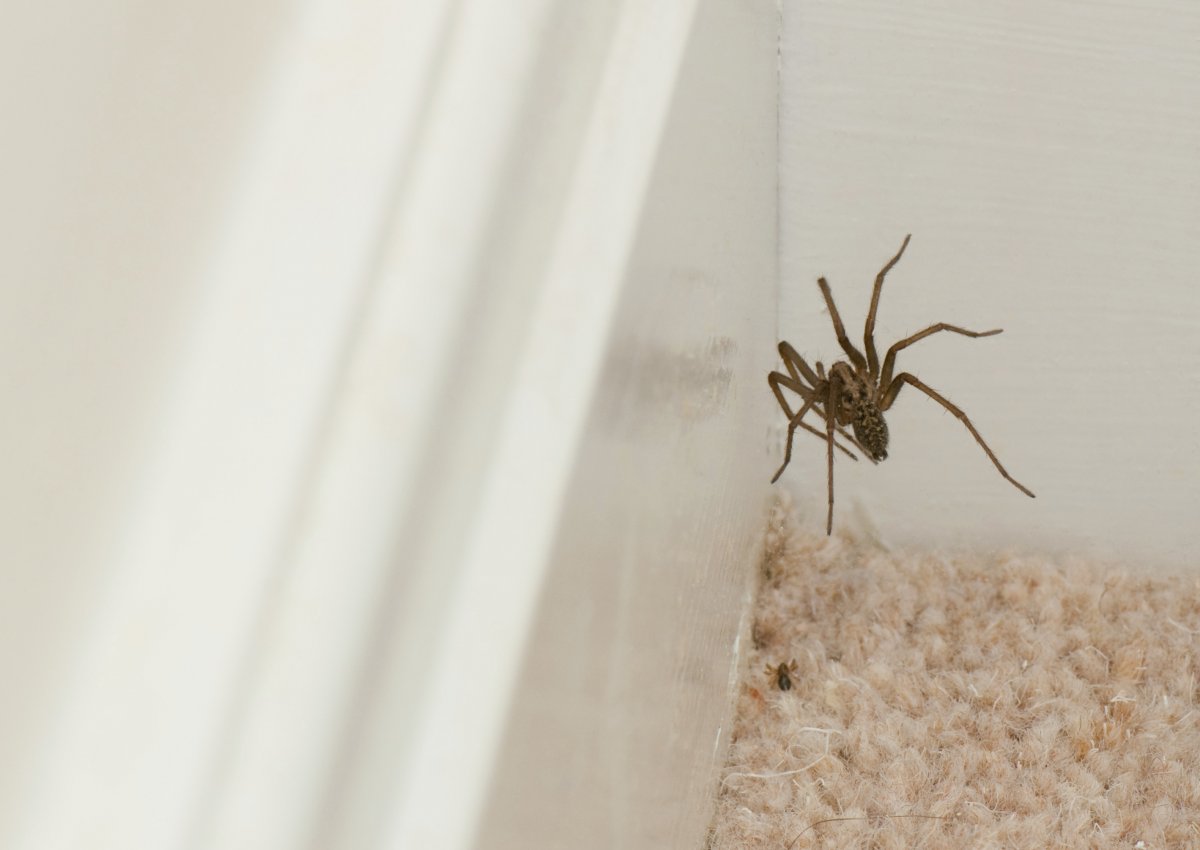 Украшение на стену пауки