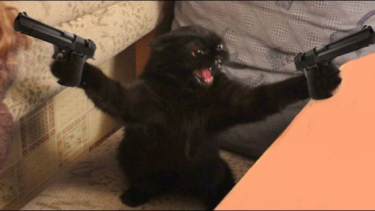 Кот с пистолетом