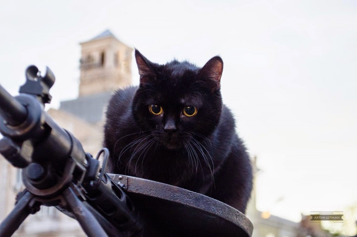 Боевой тактический кот