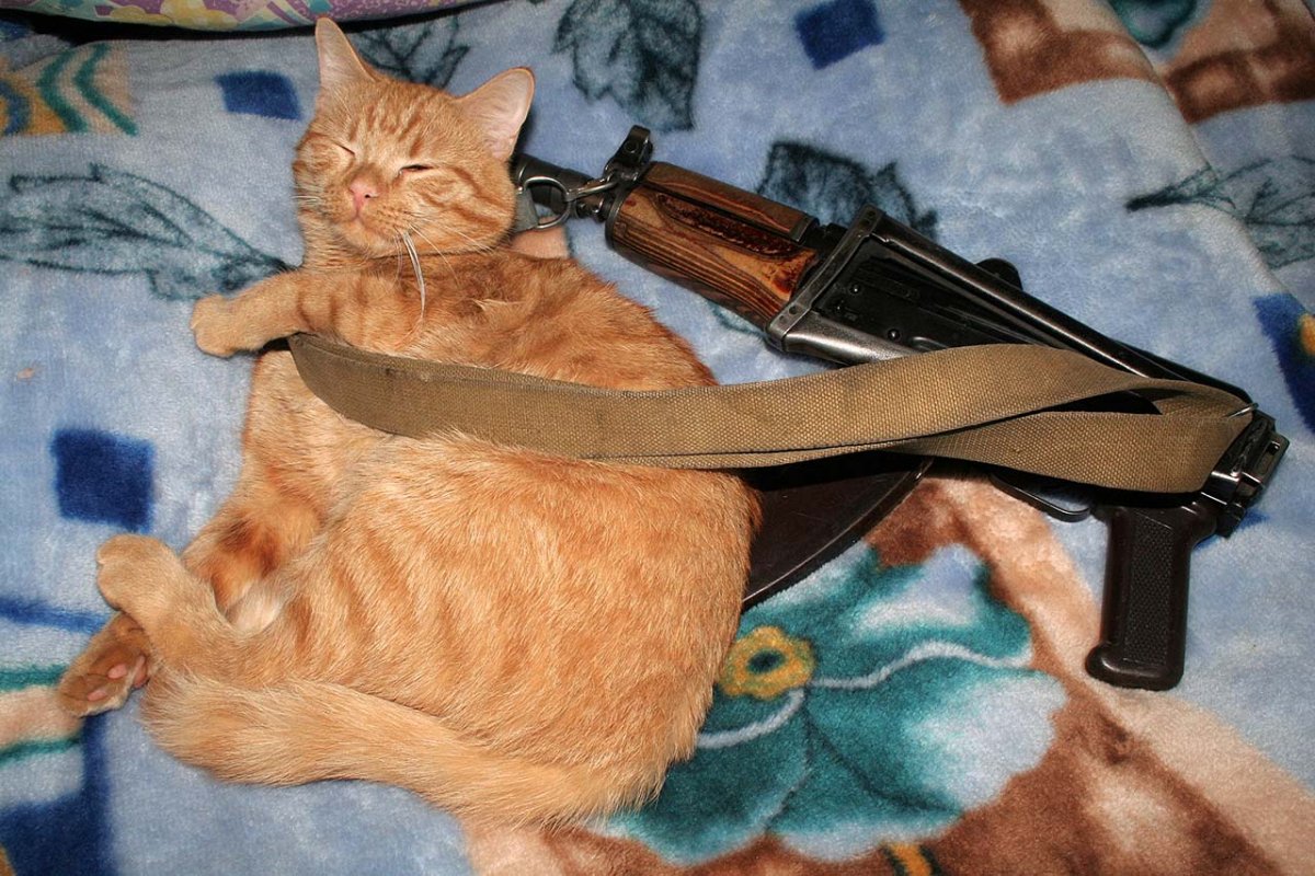 Кот в каске с автоматом