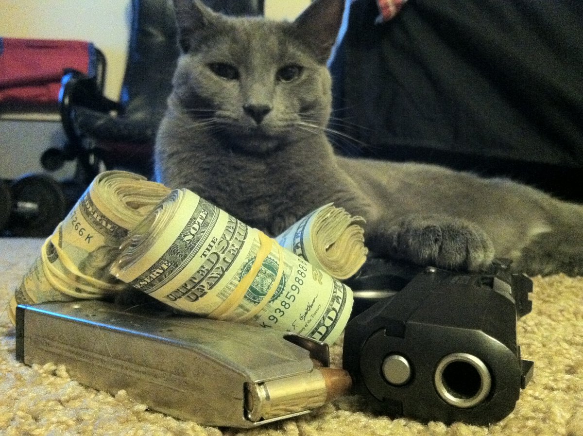 Армия котов