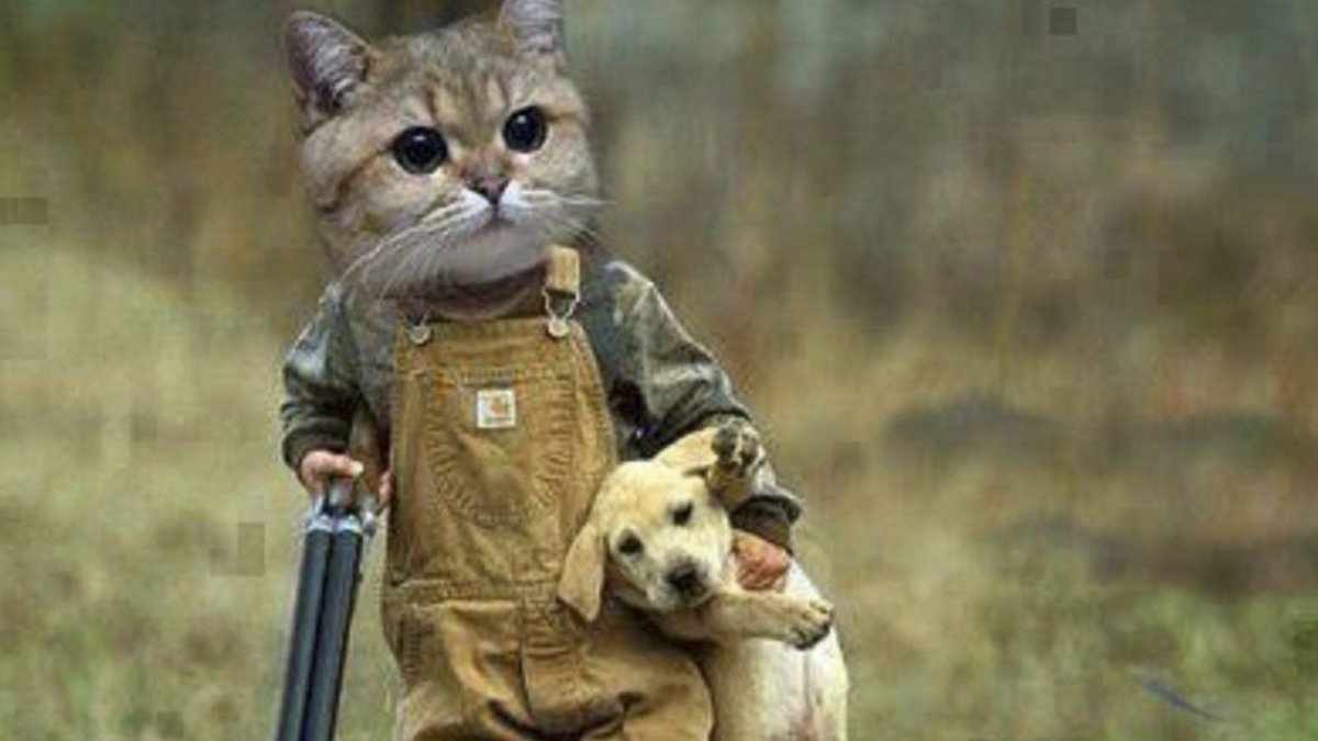 Черный кот с пистолетом