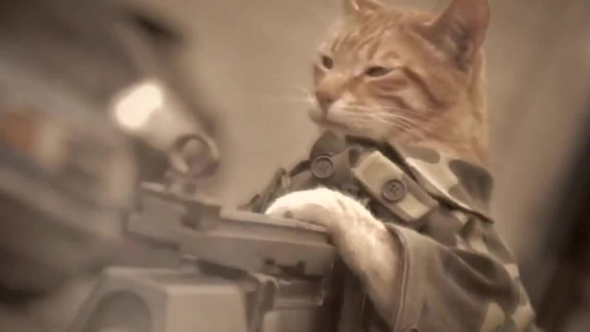 Оружие енота ракеты