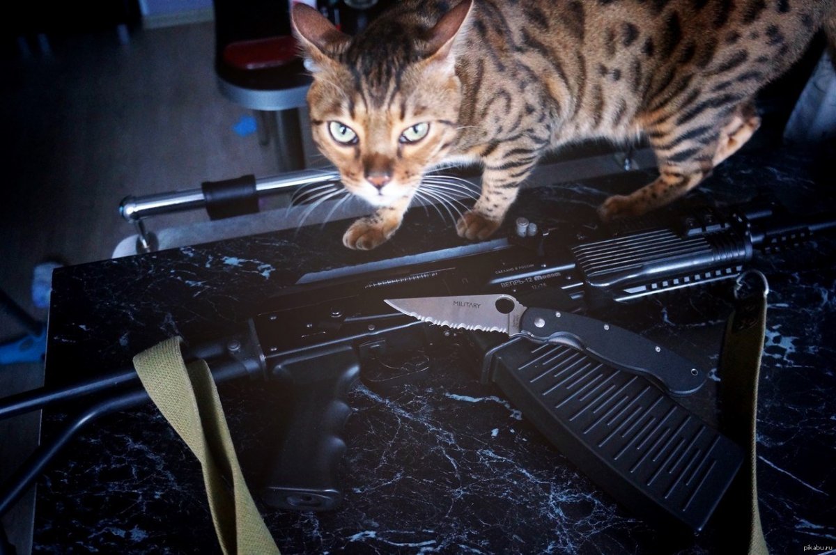 Кот в очках с автоматом