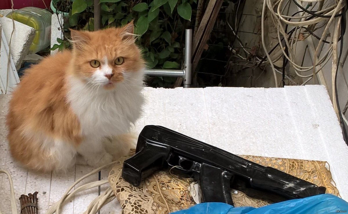 Кот снайпер