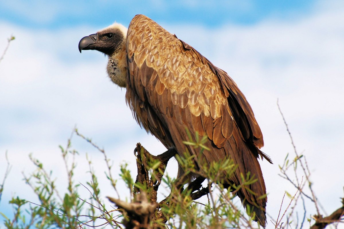 Кондор белоголовый