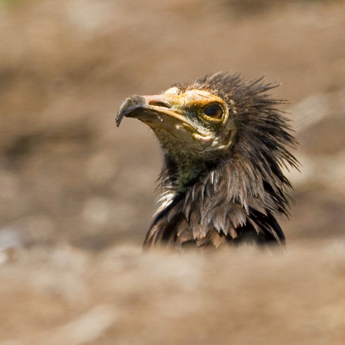 Стервятник в пустыне на закате