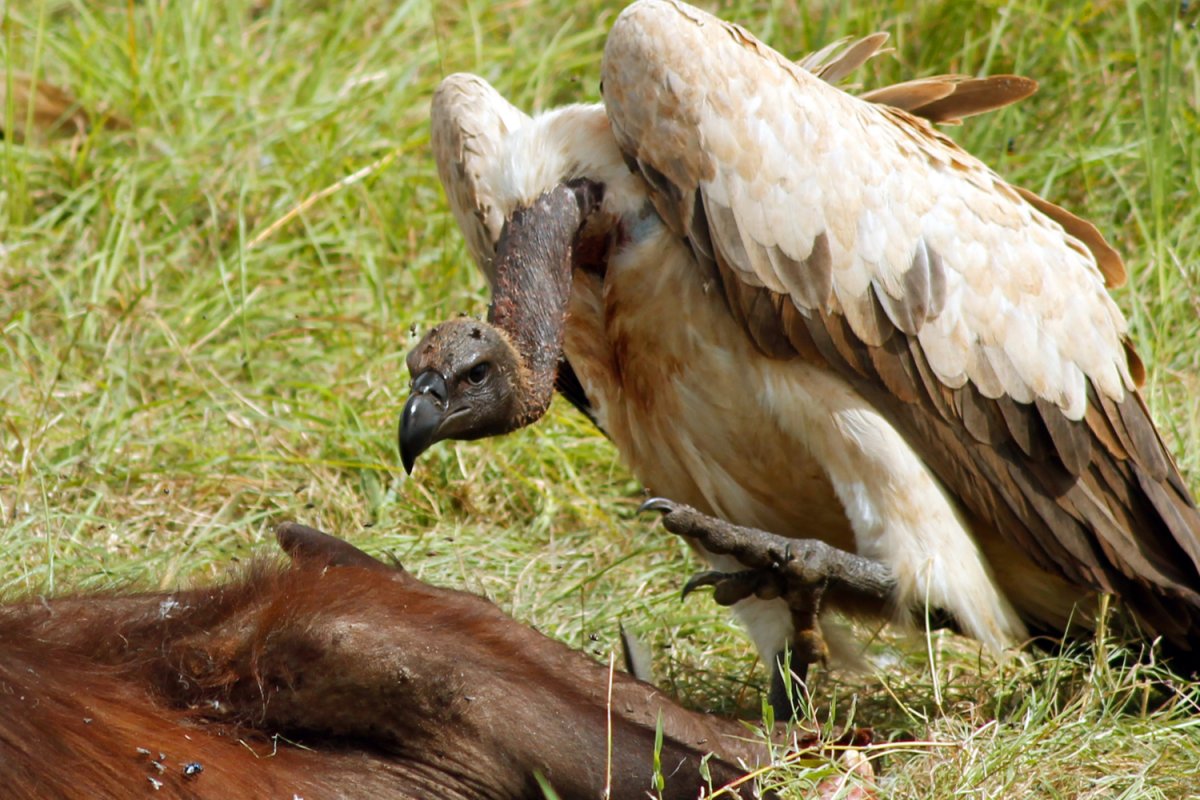 Птица падальщик гриф