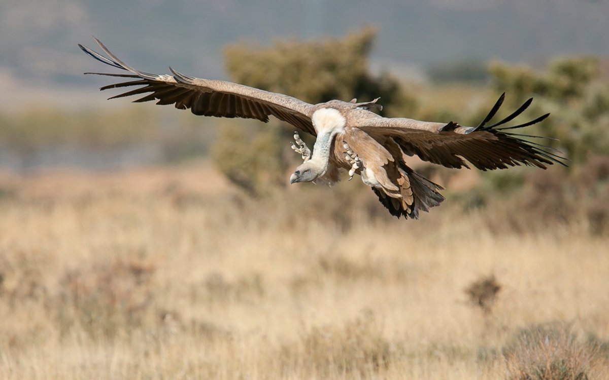 Пустынный Филин