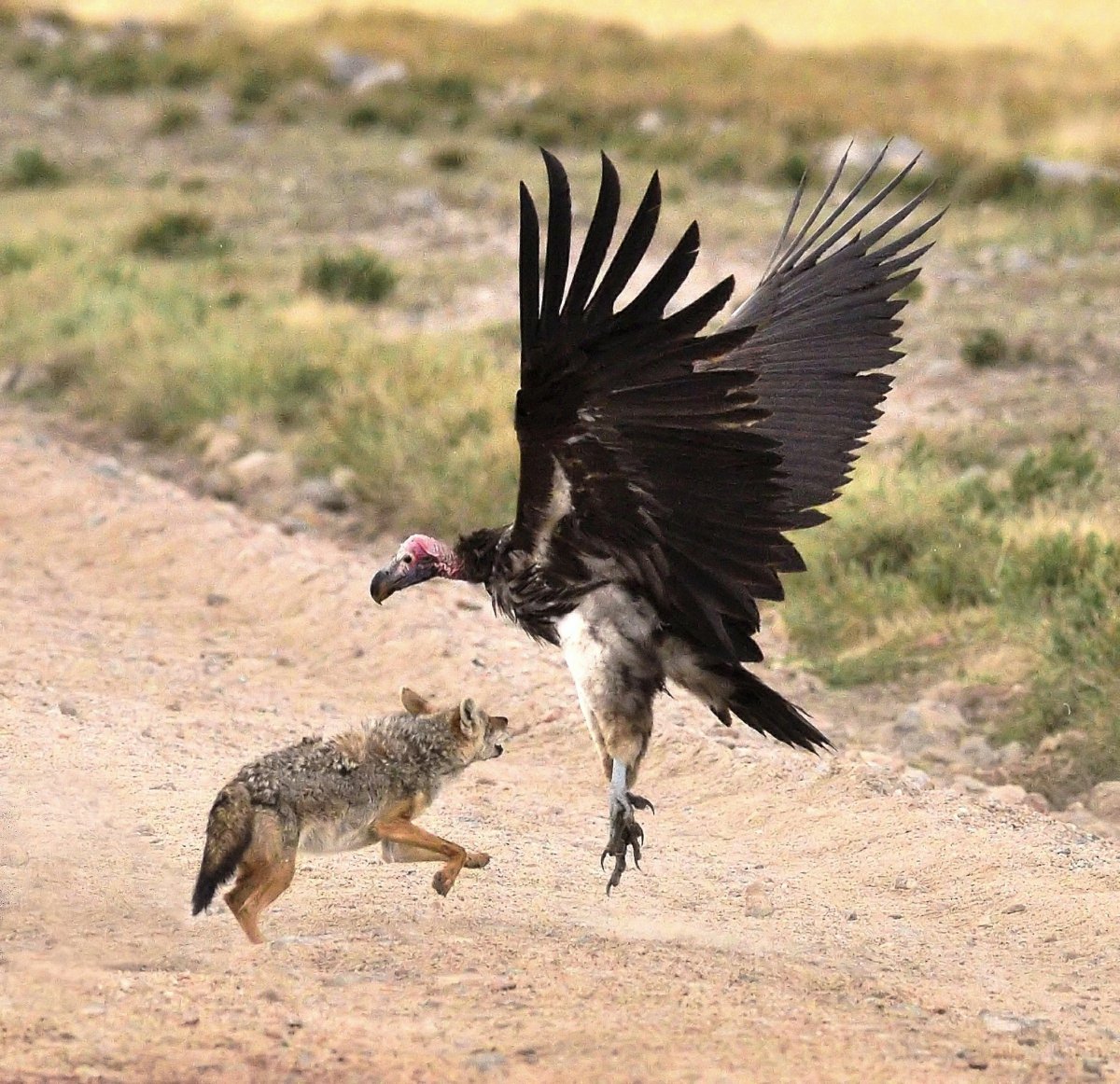 Стервятники птицы падальщики