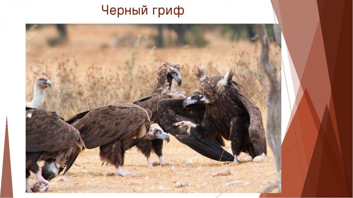 Стервятник Калахари