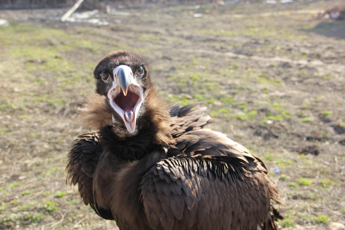 Птица Стервятник гриф