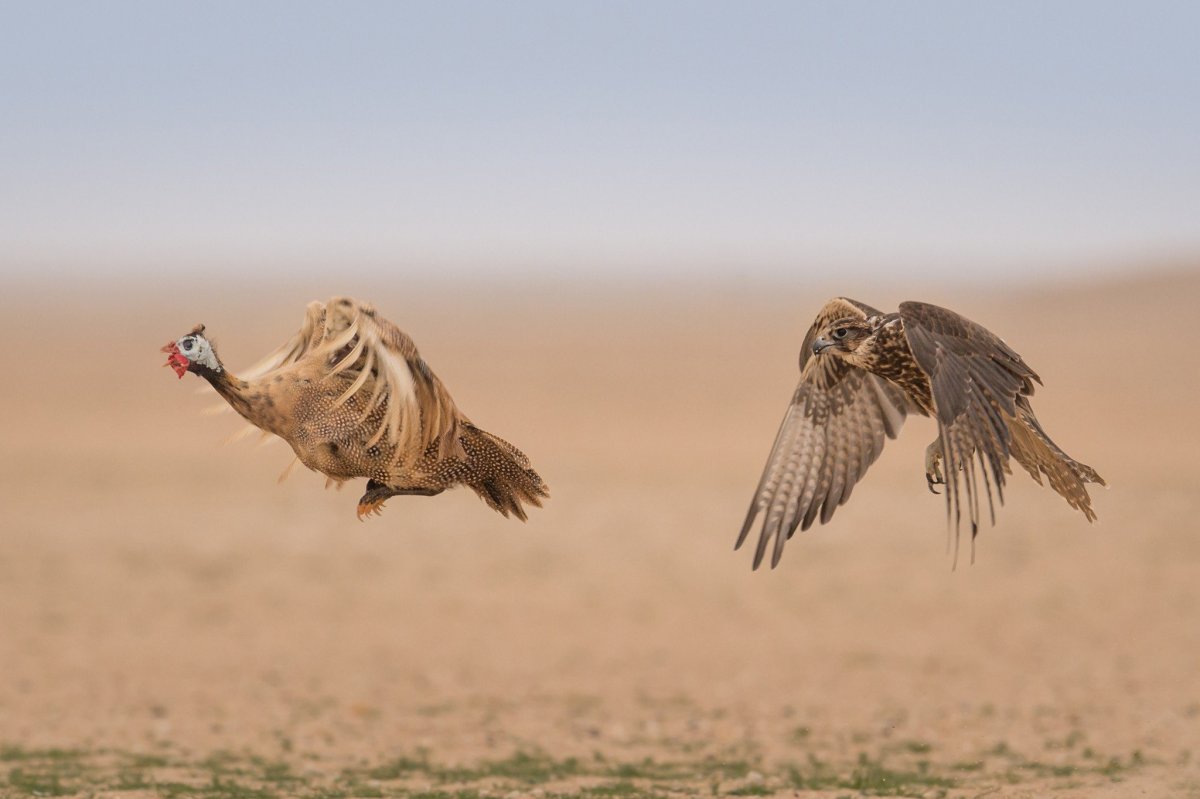 Черно-белые животные и птицы