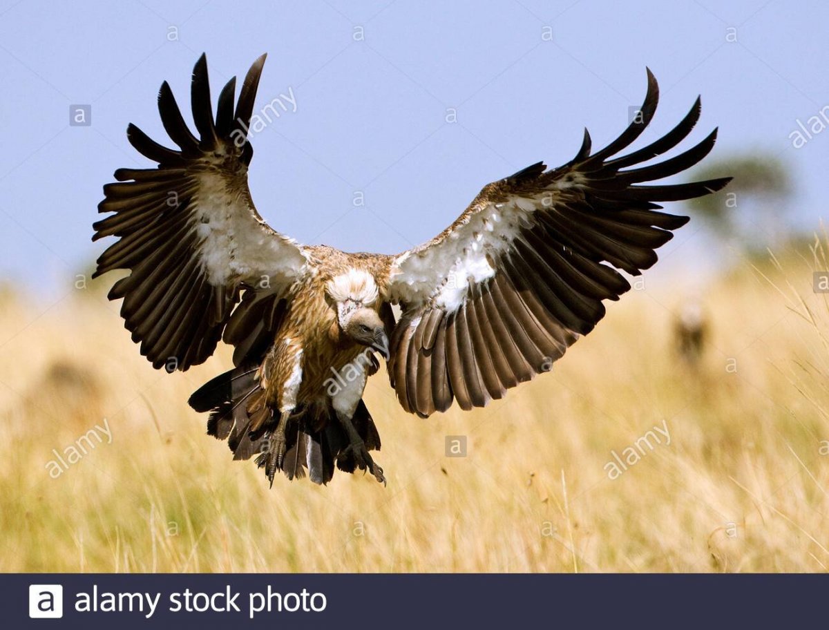 Птицы падальщики в пустыне
