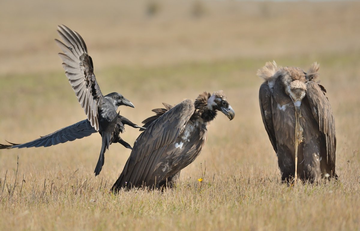 Дикие птицы Астраханской области
