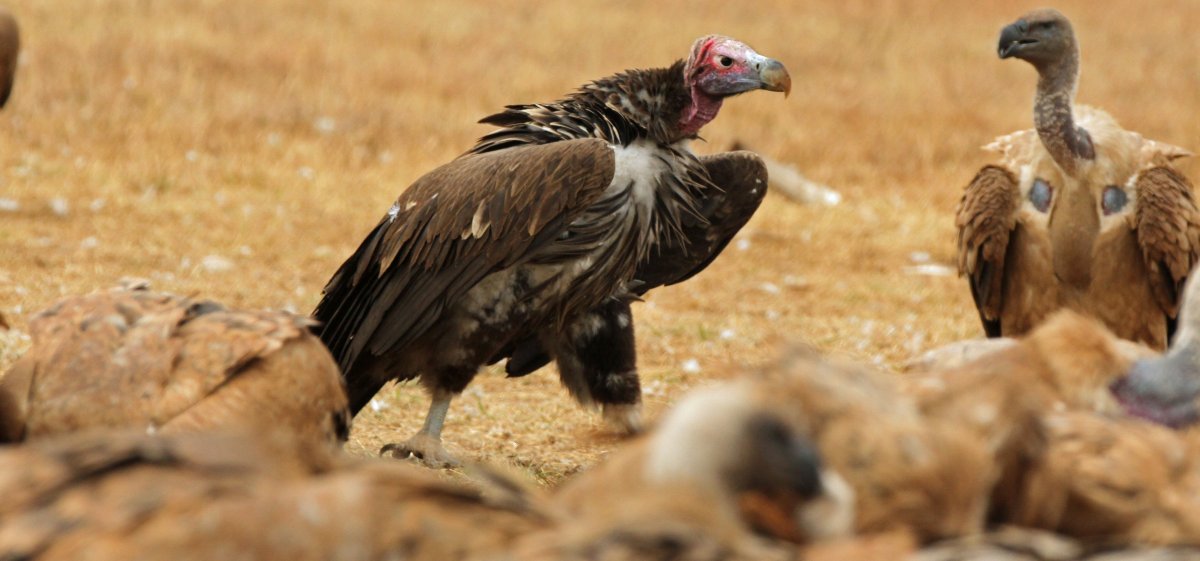 Стервятник в пустыне на закате