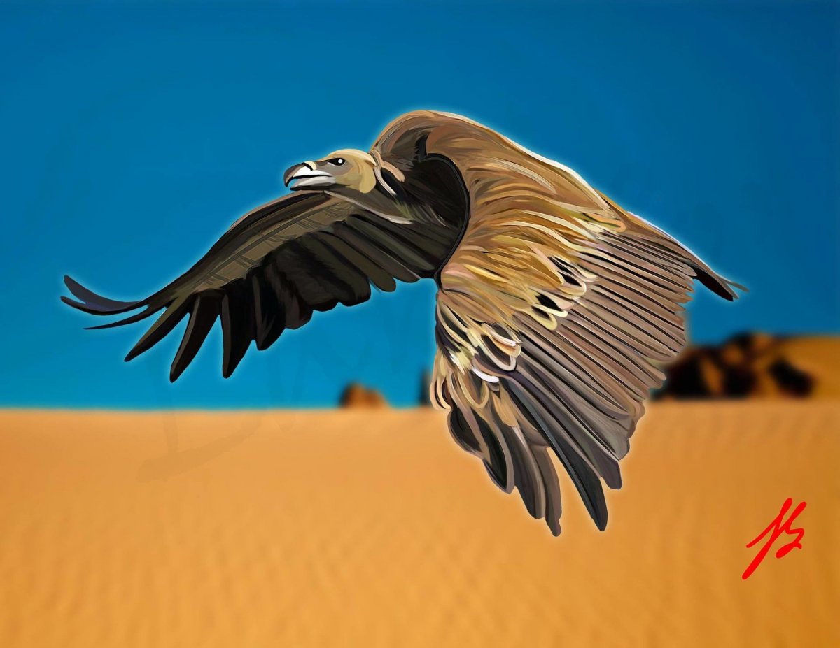 Африканский белоголовый гриф