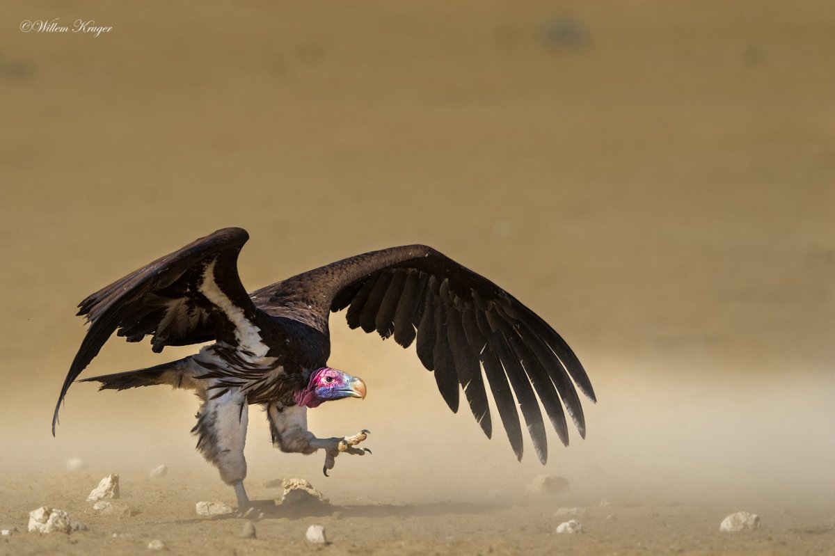 Гриф Стервятник