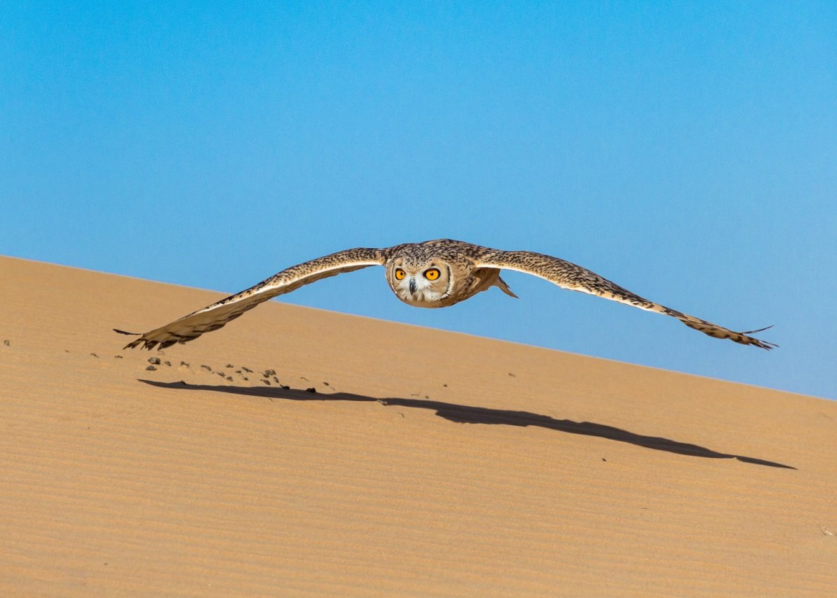 Африканский Ушастый гриф