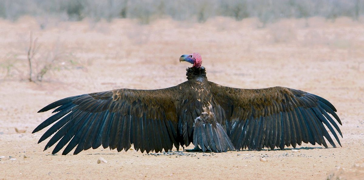 Стервятник ареал обитания