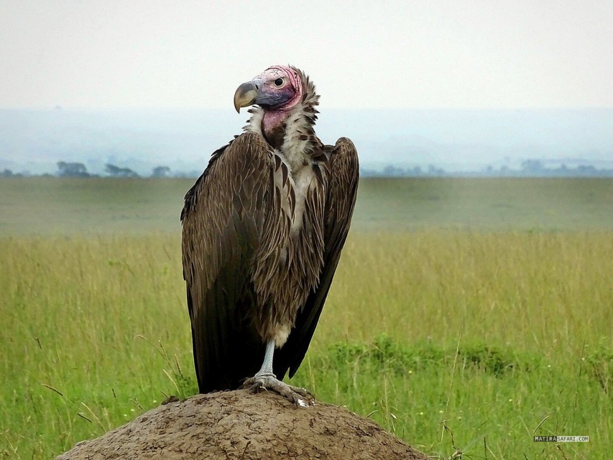 Neophron percnopterus