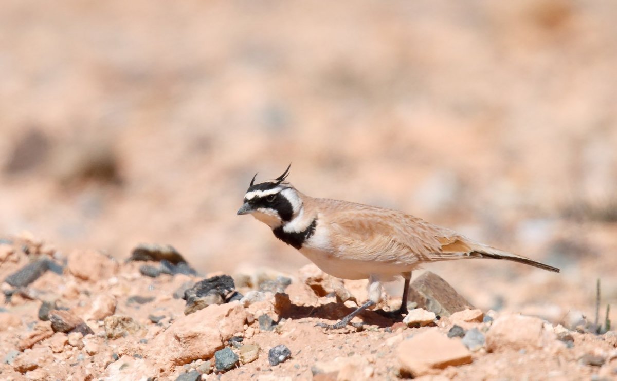 Стервятник птица падальщик