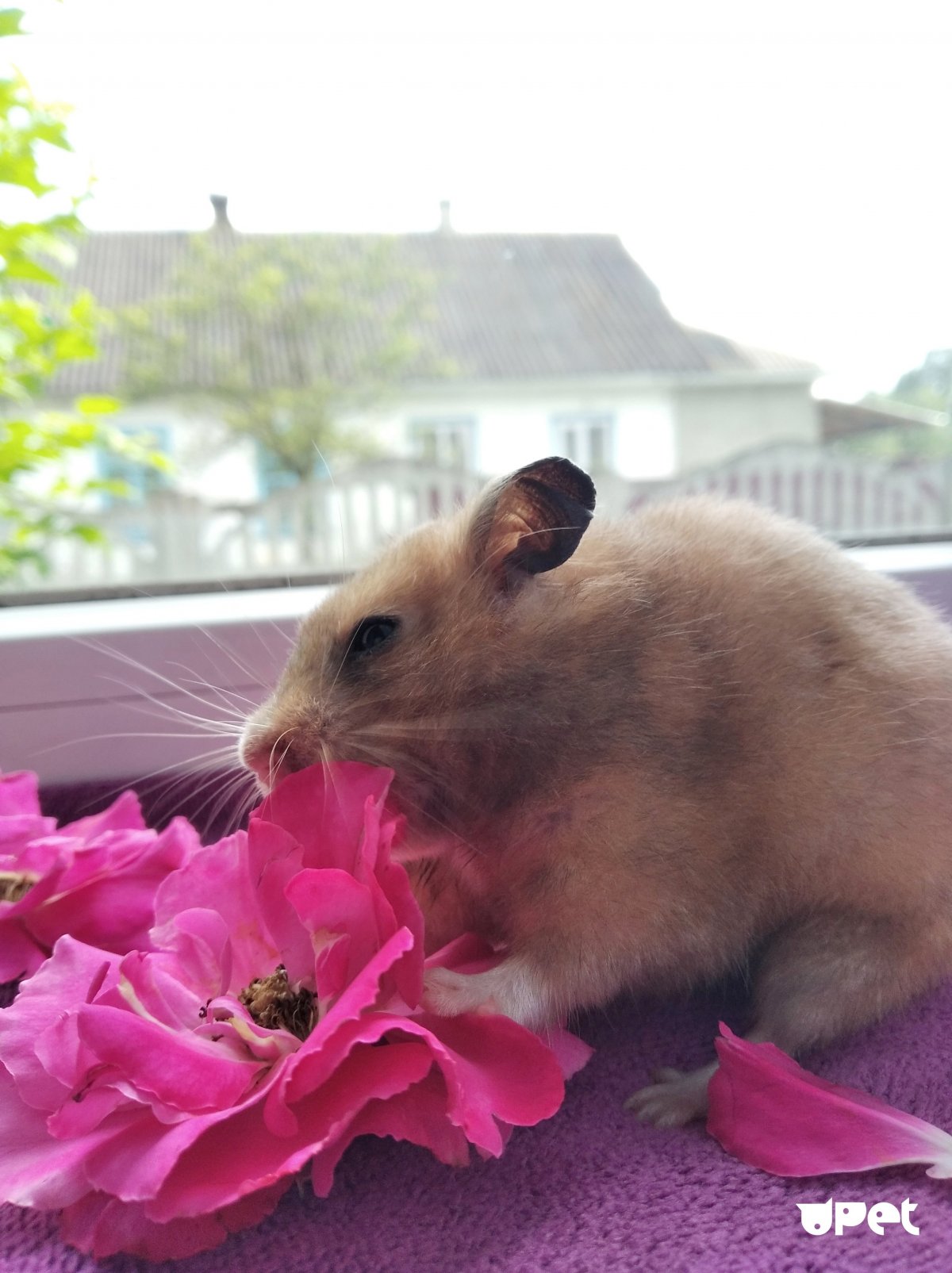 Хомячок в руках