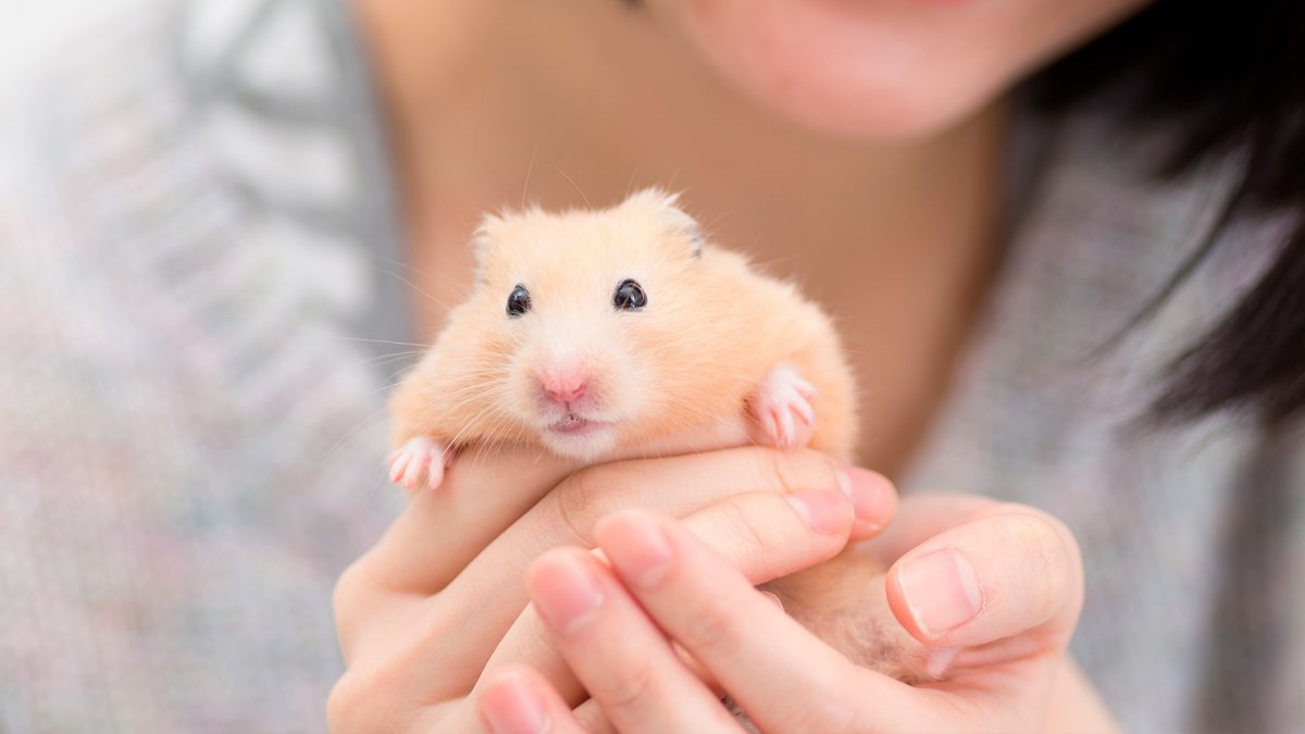 Карликовый хомяк